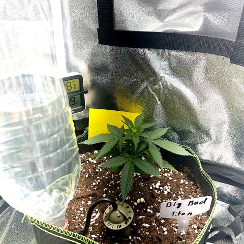 Der Titan / Big Bud 🔥🙏🔥 growlog timeline photo