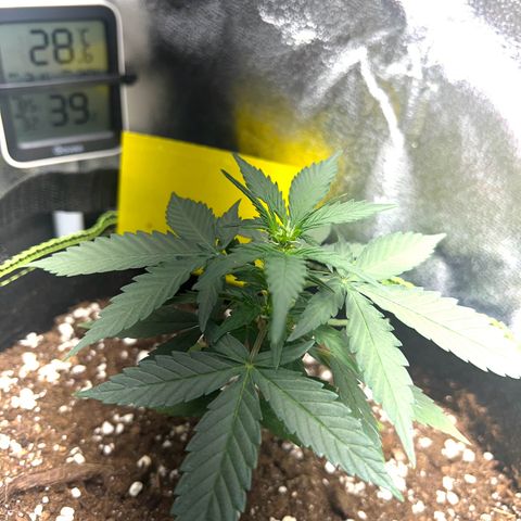 Der Titan / Big Bud 🔥🙏🔥 growlog timeline photo