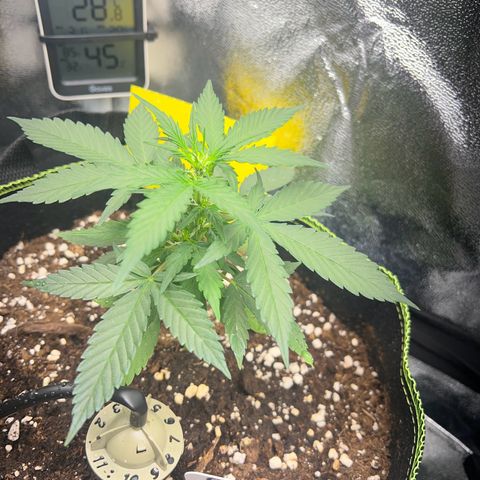 Der Titan / Big Bud 🔥🙏🔥 growlog timeline photo