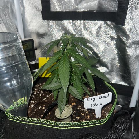 Der Titan / Big Bud 🔥🙏🔥 growlog timeline photo
