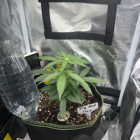 Der Titan / Big Bud 🔥🙏🔥 growlog timeline photo