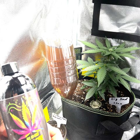 Der Titan / Big Bud 🔥🙏🔥 growlog timeline photo