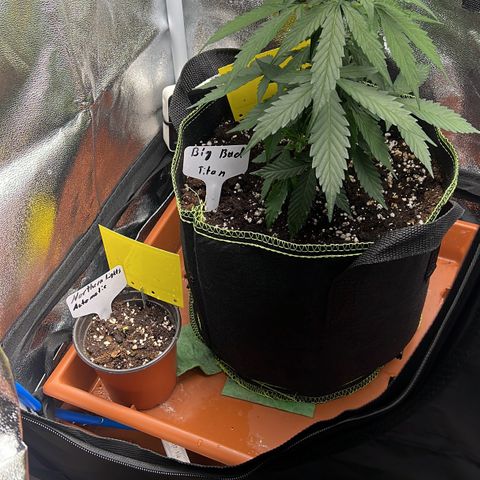 Der Titan / Big Bud 🔥🙏🔥 growlog timeline photo