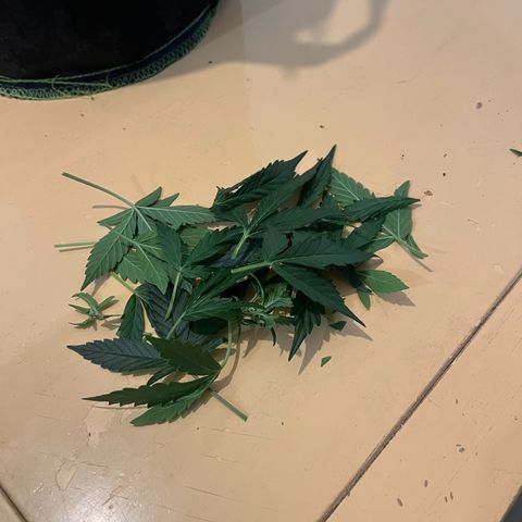 Der Titan / Big Bud 🔥🙏🔥 growlog timeline photo