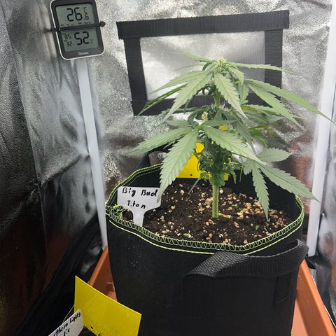 Der Titan / Big Bud 🔥🙏🔥 growlog timeline photo