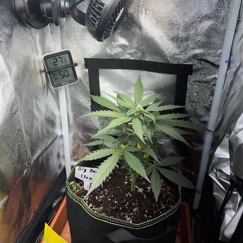 Der Titan / Big Bud 🔥🙏🔥 growlog timeline photo