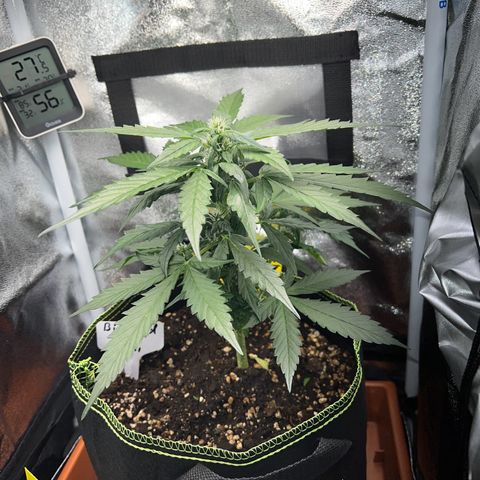 Der Titan / Big Bud 🔥🙏🔥 growlog timeline photo