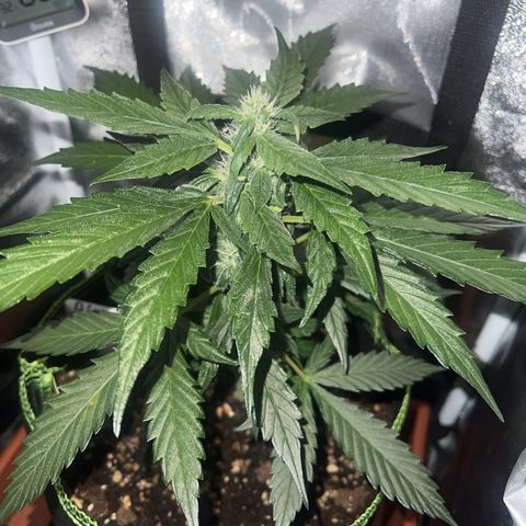 Der Titan / Big Bud 🔥🙏🔥 growlog timeline photo