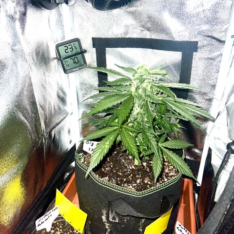 Der Titan / Big Bud 🔥🙏🔥 growlog timeline photo