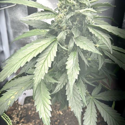 Der Titan / Big Bud 🔥🙏🔥 growlog timeline photo