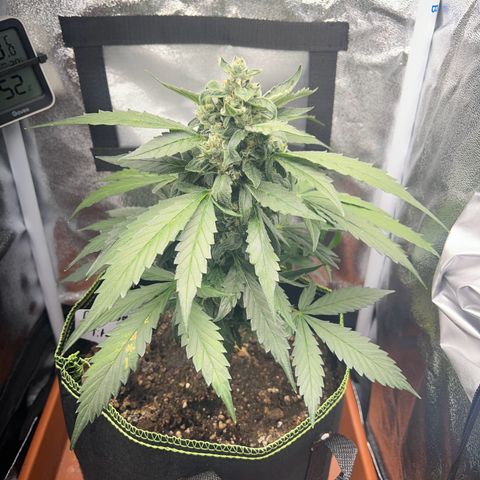 Der Titan / Big Bud 🔥🙏🔥 growlog timeline photo