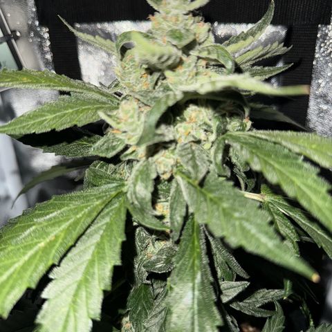 Der Titan / Big Bud 🔥🙏🔥 growlog timeline photo