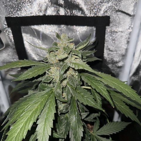 Der Titan / Big Bud 🔥🙏🔥 growlog timeline photo