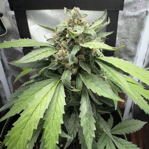 Der Titan / Big Bud 🔥🙏🔥 growlog timeline photo
