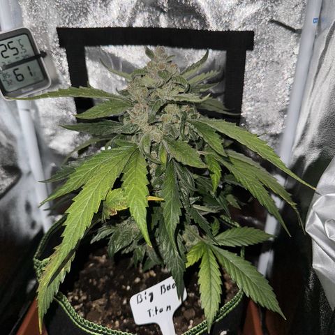 Der Titan / Big Bud 🔥🙏🔥 growlog timeline photo