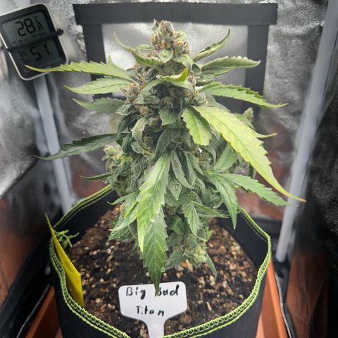 Der Titan / Big Bud 🔥🙏🔥 growlog timeline photo