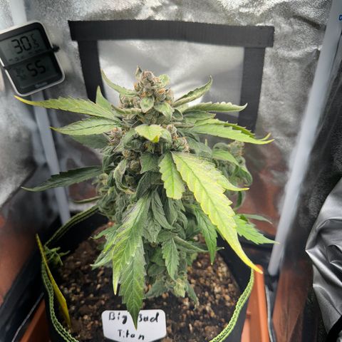 Der Titan / Big Bud 🔥🙏🔥 growlog timeline photo