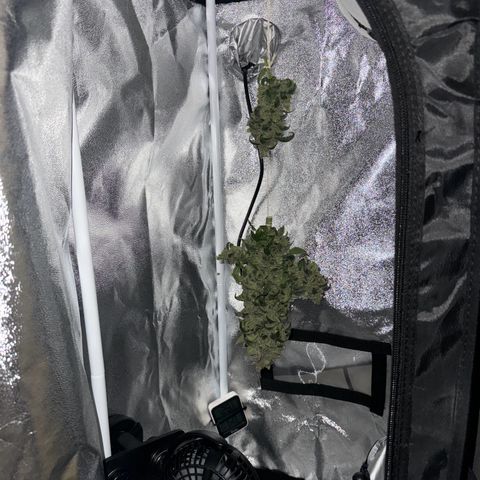 Der Titan / Big Bud 🔥🙏🔥 growlog timeline photo