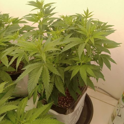 Moby Dick - Santa Semente #2 growlog timeline photo
