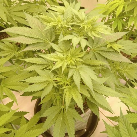 Gelato Cookies - Santa Semilla #2 growlog timeline photo