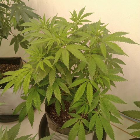 Moby Dick - Santa Semente #1 growlog timeline photo