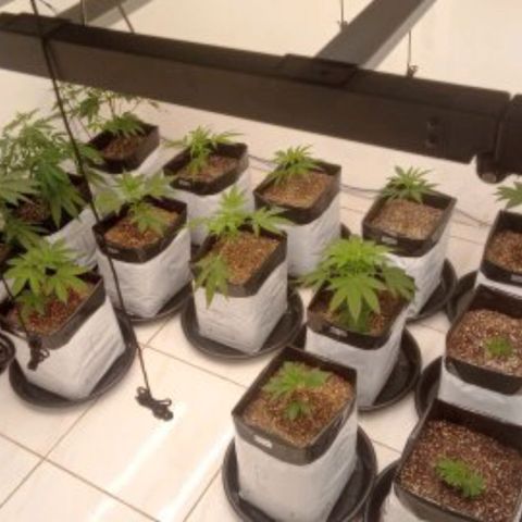 Moby Dick - Santa Semente #1 growlog timeline photo