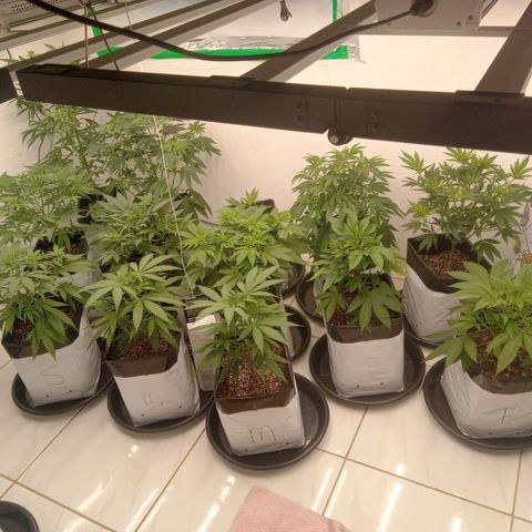 Moby Dick - Santa Semente #1 growlog timeline photo