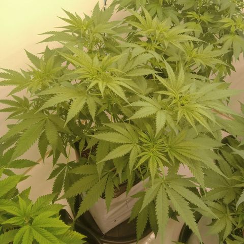 Gelato Cookies - Santa Semilla #1 growlog timeline photo