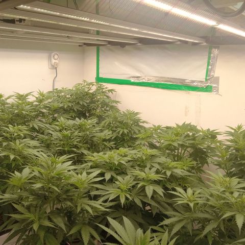 Moby Dick - Santa Semente #1 growlog timeline photo