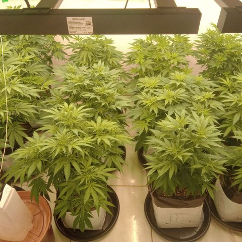 Moby Dick - Santa Semente #1 growlog timeline photo