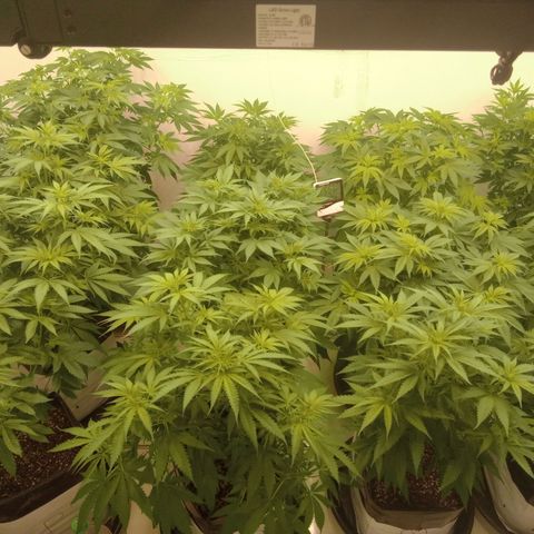 Moby Dick - Santa Semente #1 growlog timeline photo