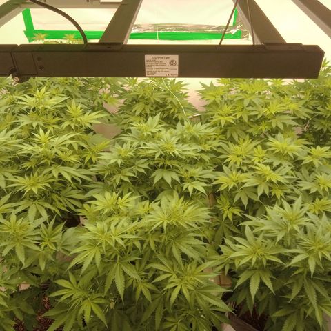 Moby Dick - Santa Semente #1 growlog timeline photo