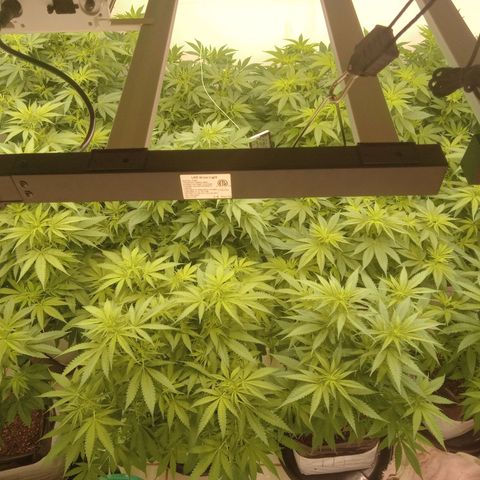 Moby Dick - Santa Semente #1 growlog timeline photo