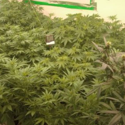 Moby Dick - Santa Semente #1 growlog timeline photo