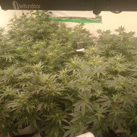 Moby Dick - Santa Semente #1 growlog timeline photo