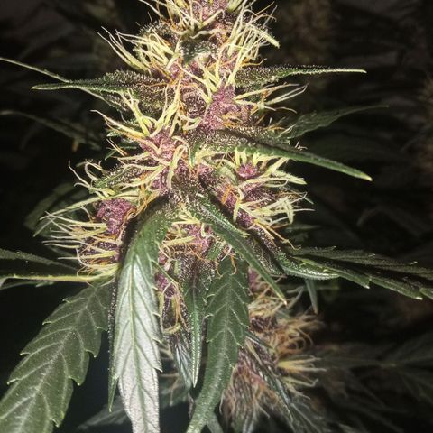 Critical Orange Punch - Santa Semente  growlog timeline photo