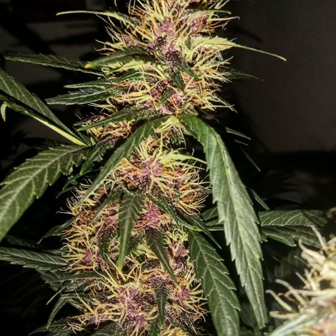 Critical Orange Punch - Santa Semente  growlog timeline photo