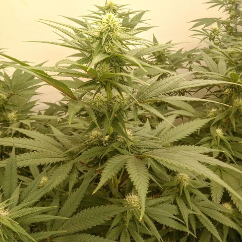 Gelato Cookies - Santa Semilla #1 growlog timeline photo