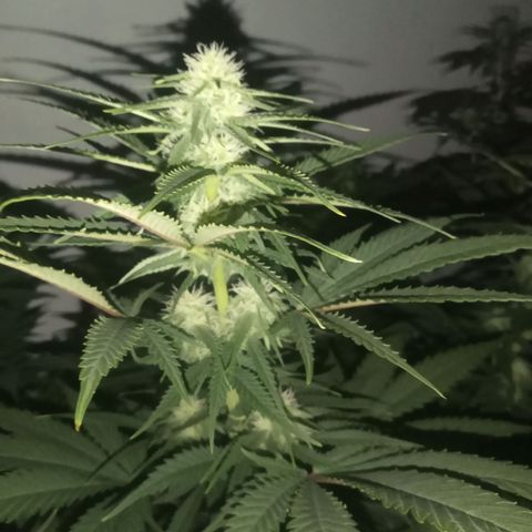 Gelato Cookies - Santa Semilla #1 growlog timeline photo