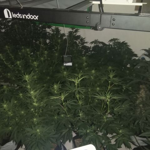 Moby Dick - Santa Semente #1 growlog timeline photo