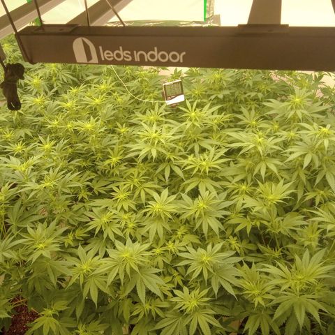 Moby Dick - Santa Semente #1 growlog timeline photo