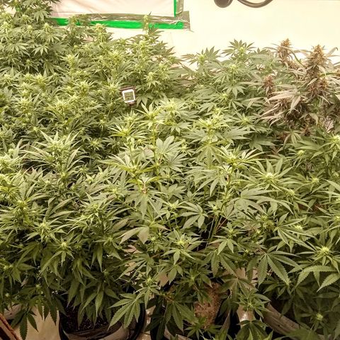 Moby Dick - Santa Semente #1 growlog timeline photo