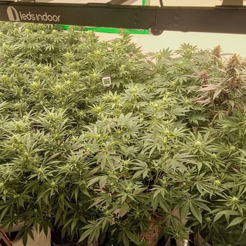Moby Dick - Santa Semente #1 growlog timeline photo