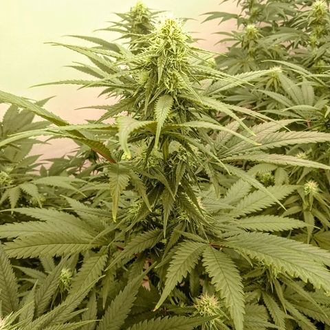 Gelato Cookies - Santa Semilla #1 growlog timeline photo