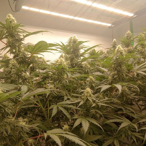 Moby Dick - Santa Semente #1 growlog timeline photo