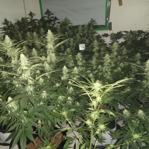 Moby Dick - Santa Semente #1 growlog timeline photo