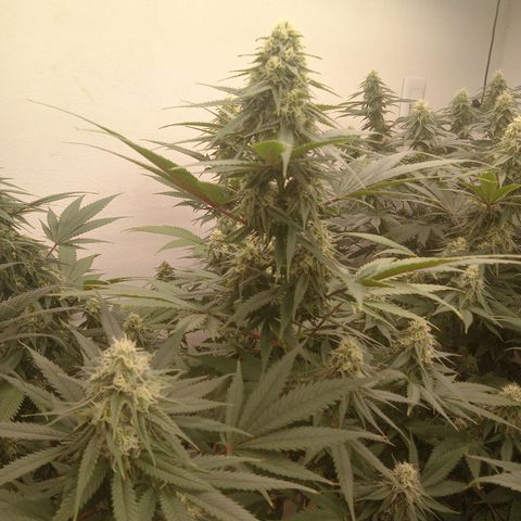Gelato Cookies - Santa Semilla #1 growlog timeline photo