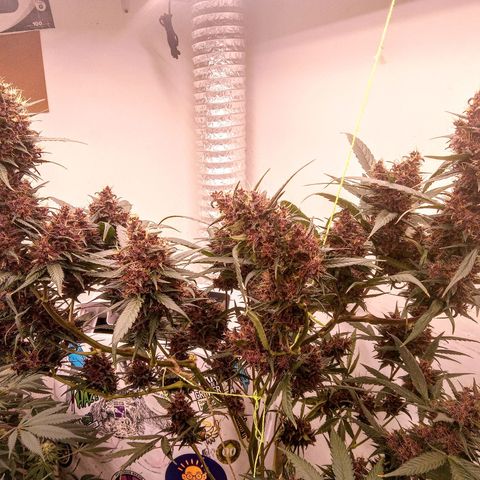Critical Orange Punch - Santa Semente  growlog timeline photo