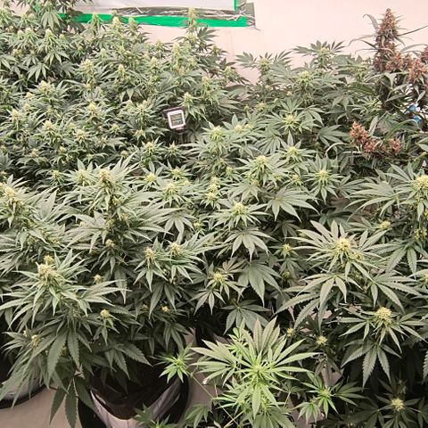 Moby Dick - Santa Semente #1 growlog timeline photo