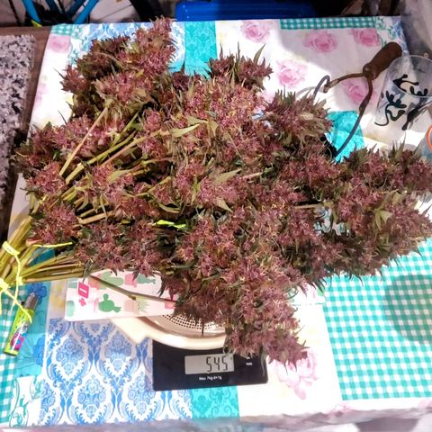 Critical Orange Punch - Santa Semente  growlog timeline photo